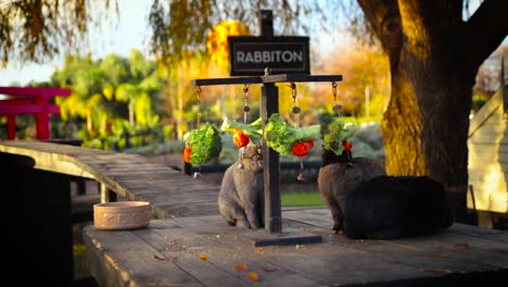 conejo comiendo zanahorias y brócoli en rabbiton