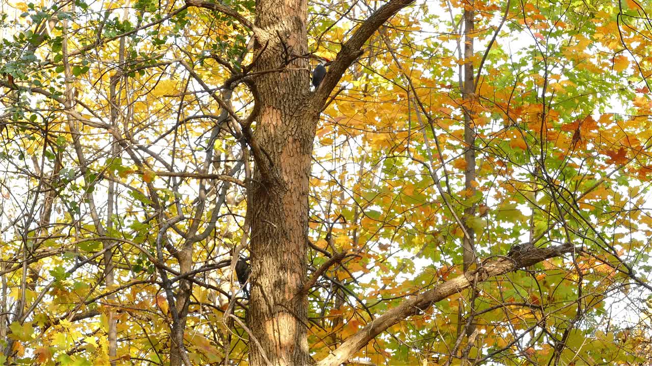 tiro medio de pájaro carpintero salvaje picoteando el tronco de un árbol con hojas coloridas en otoño