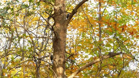 Mittlere-Aufnahme-Eines-Wilden-Spechtes,-Der-Im-Herbst-Den-Stamm-Eines-Baumes-Mit-Bunten-Blättern-Pickt