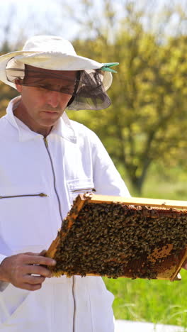 apiculturist looks at frame coated with bee swarm. man in protective clothes examines his frames with concern. summer nature backdrop. vertical video
