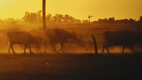 Ganado-Caminando-En-Una-Hermosa-Puesta-De-Sol,-Paisaje-Argentino-En-El-Fondo