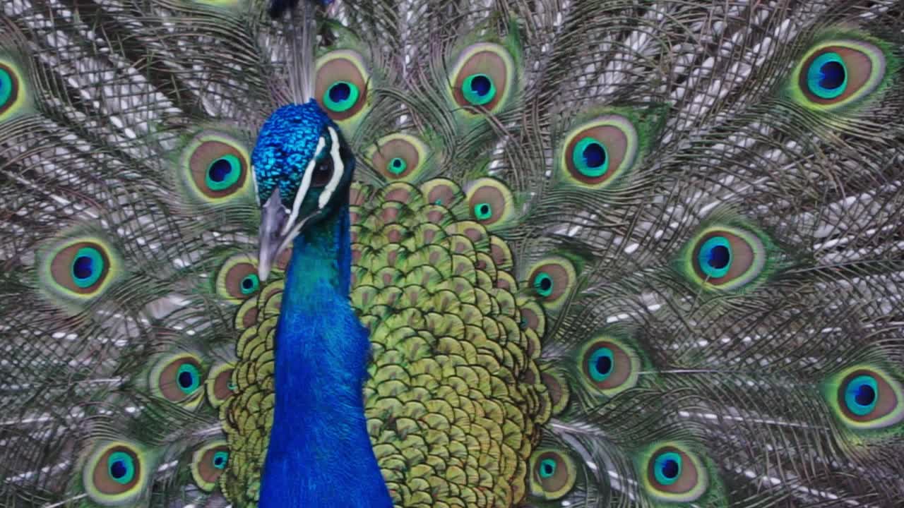 Extreme Close up shot, Majestic view of Peacock Spreading its feathers in Lisbon, Portugal