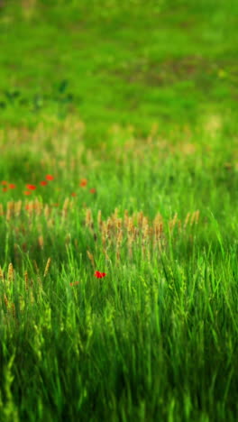 prado verde con amapolas rojas