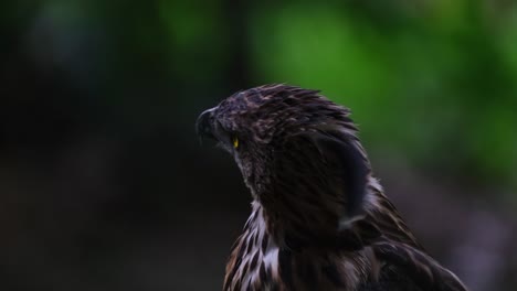 looking up to the right and then turns its head to the left and stoops down, pinsker's hawk-eagle nisaetus pinskeri, philippines