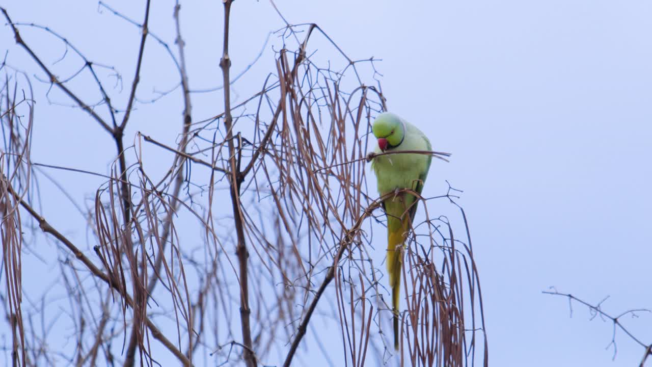 un loro de cuello anillado se alimenta de brotes contra un cielo nublado