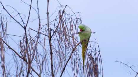 Close-up-of-Ringneck-parrot-feeding-on-buds-against-cloudy-sky