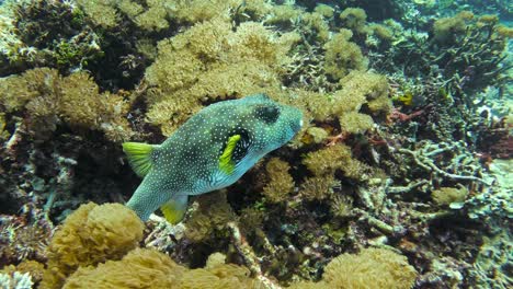 arothron hispidus amid a lush coral reef