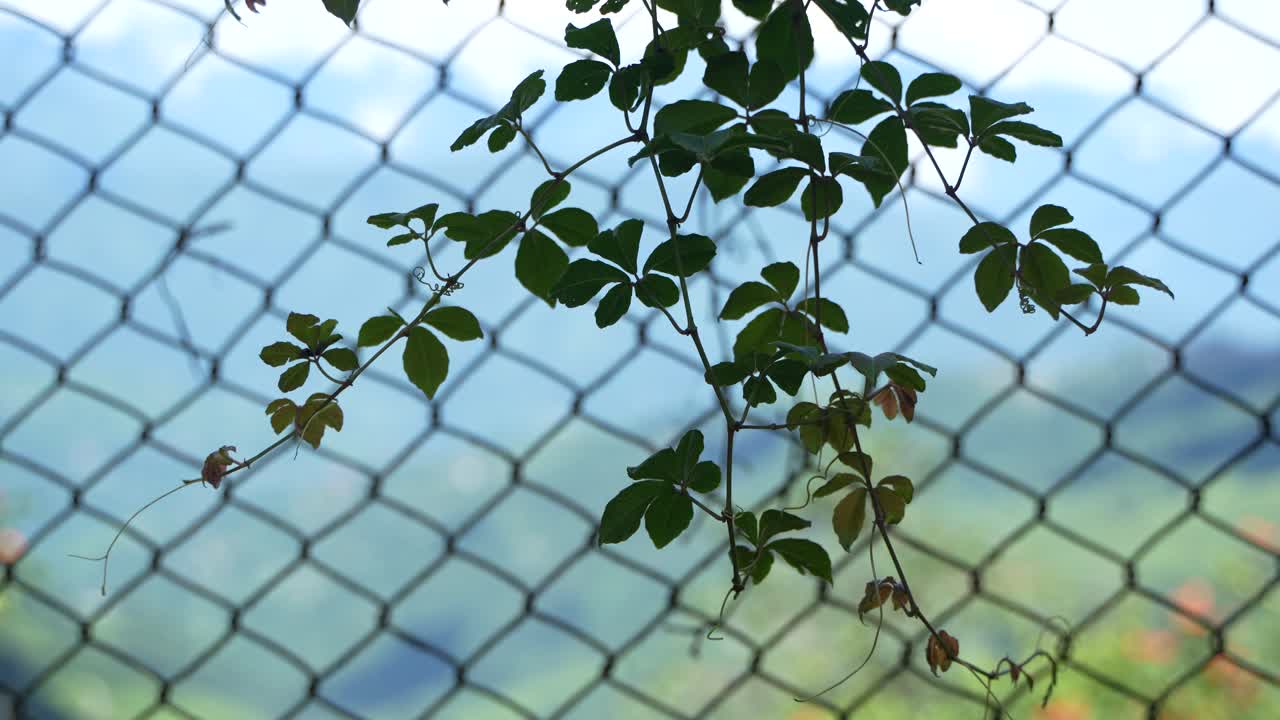 The wild tree climbs up the iron fence