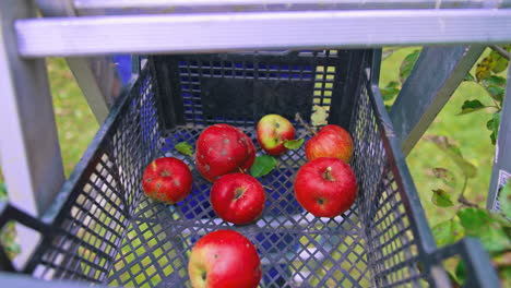 harvesting ripe red apples into basket. agriculture organic fruits farming.