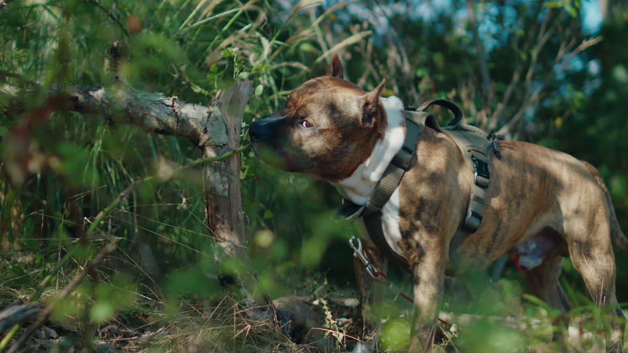 A captivating shot of a K9 pitbull in a harness, sniffing a branch while standing in tall grass, with sunlight highlighting the dog. The camera smoothly pans from left to right,
