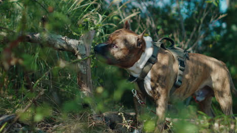 a captivating shot of a k9 pitbull in a harness, sniffing a branch while standing in tall grass, with sunlight highlighting the dog. the camera smoothly pans from left to right,