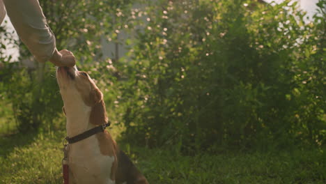 dog sitting on grassy field reaching up to owner's hand for treat, surrounded by green foliage with sunlight filtering through, creating warm and natural scene of interaction between pet and owner