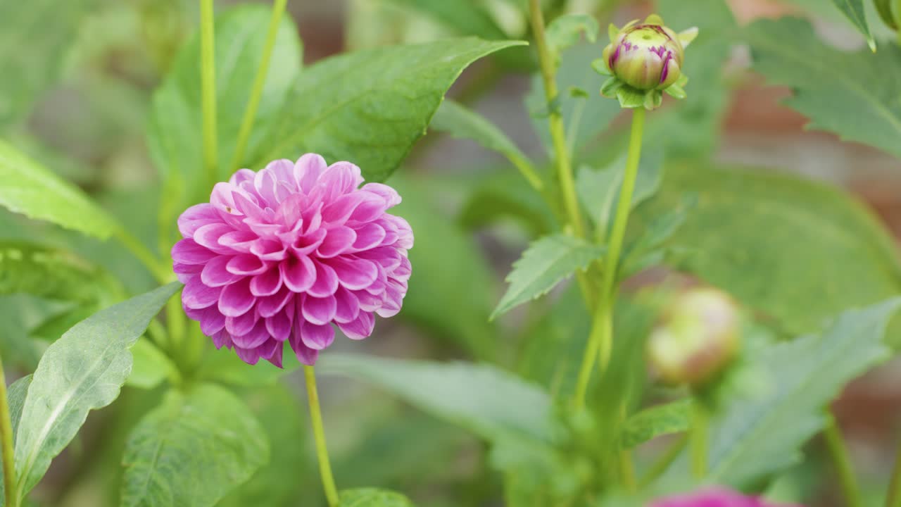 Camera slowly zooms on blooming pink dahlia, soft natural light, shallow depth of field