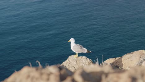 seagull standing on the cliff, ocean view