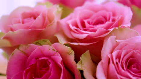 close up of pink roses