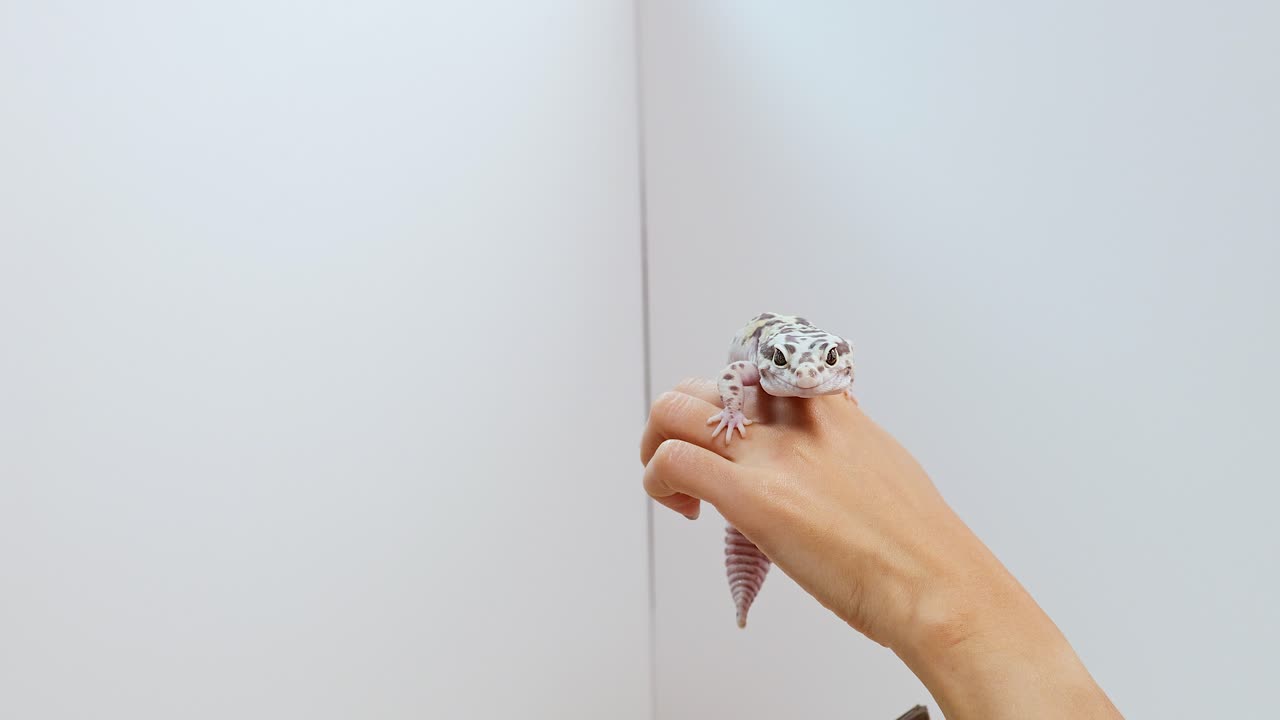 A hand holds a leopard gecko against a plain white background, showcasing the reptile's unique patterns