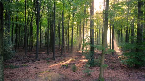 Aerial-shot-of-Veluwe-in-Netherlands,-known-for-its-diverse-tree-population-and-scenic-hiking-trails