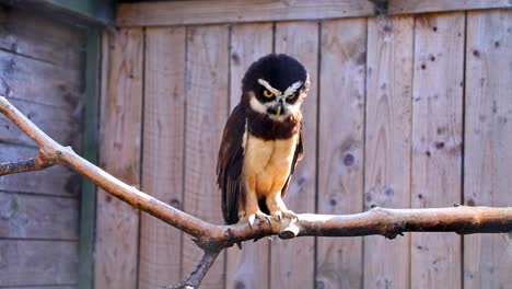 spectacled owl stands itself on a bare branch