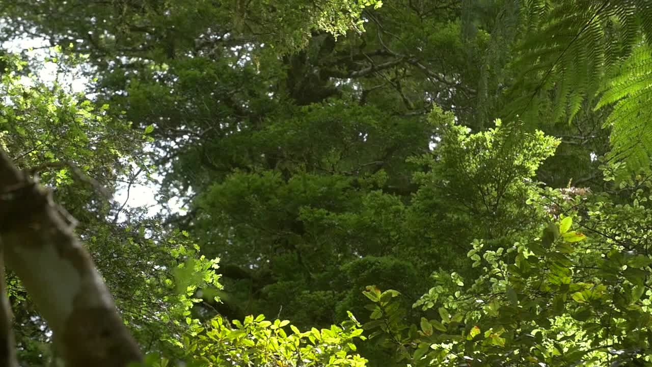 Light Rainfall in Jungle
