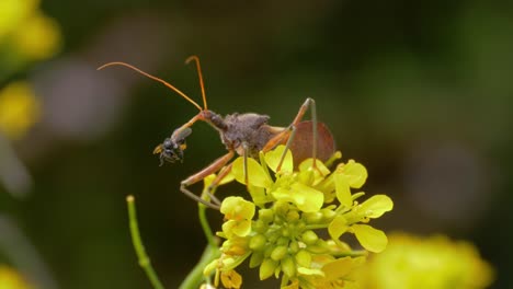 Raubwanze-Mit-Biene-Auf-Ihrem-Podium-Im-Garten---Gemeine-Raubwanze-Auf-Gelben-Kresseblumen,-Die-Einheimische-Australische-Stachellose-Biene-Fressen---Gartenschädling-Und-Bienenvernichter