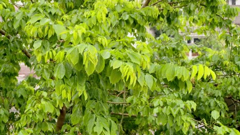 Rain-Falling-On-Tree-Leaves