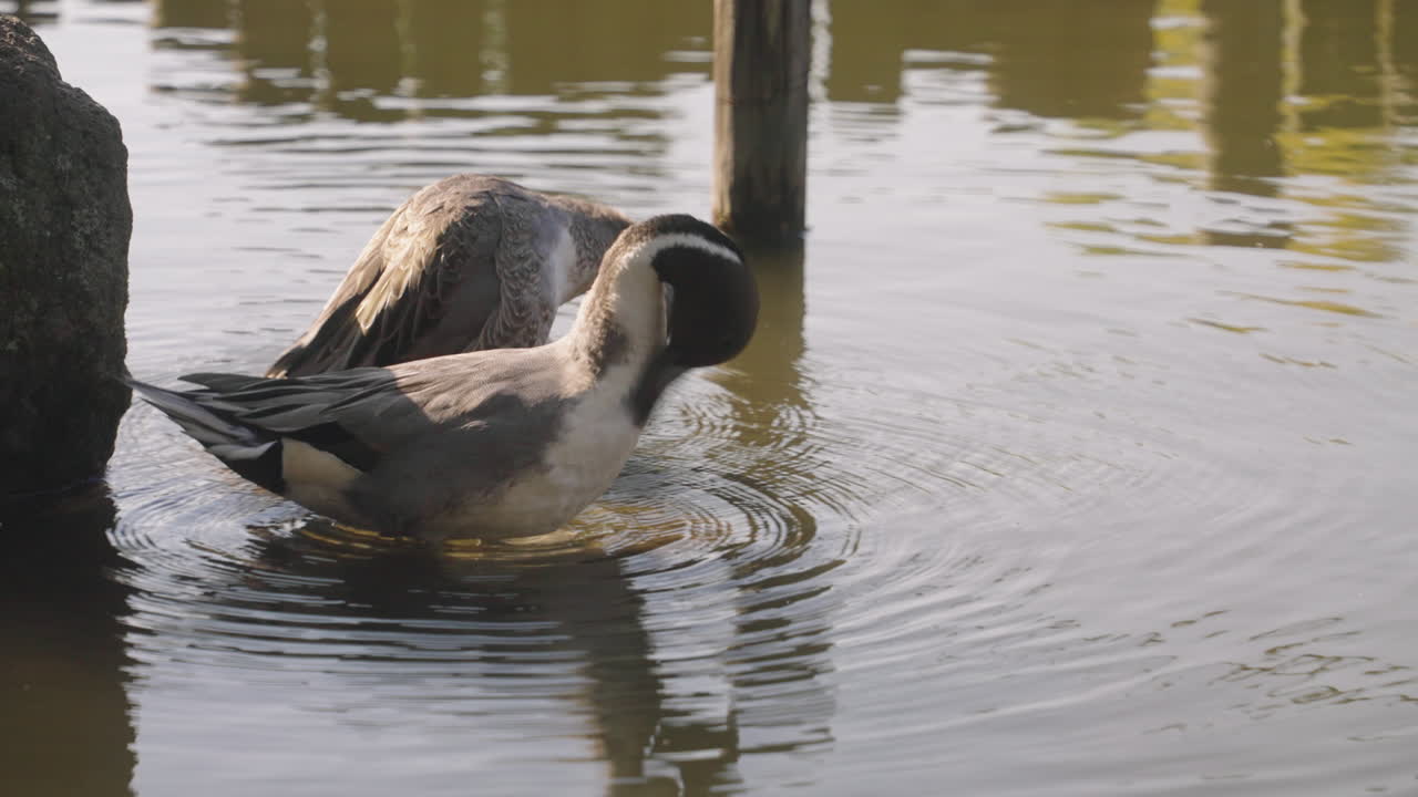 Pair Of Northern Pintail Ducks Grooming Near Wooden Jetty On A Lake In Tokyo, Japan