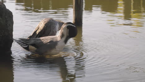 Par-De-Patos-Pintail-Del-Norte-Acicalándose-Cerca-Del-Embarcadero-De-Madera-En-Un-Lago-En-Tokio,-Japón