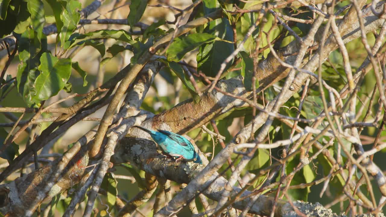 Flash of blue and black—tanager explores sunlit canopy of Peru’s Amazon in vivid rainforest hues.