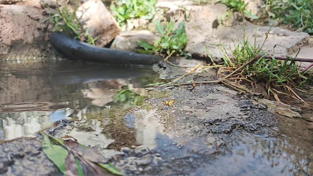 Wasp Drinking Water from a Small Puddle in Nature