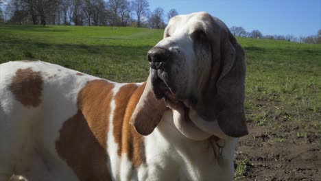 Cute-Bassett-Hound-in-a-beautiful-park-looking-around-and-sniffing