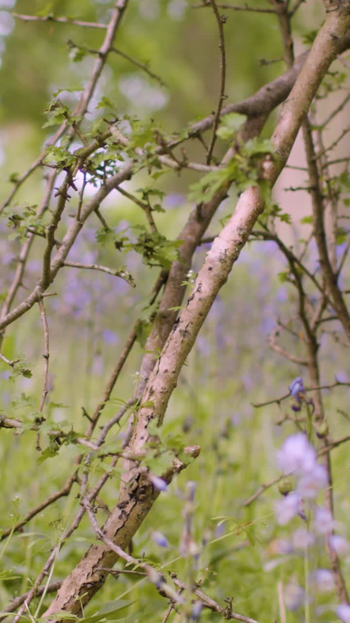 Vertical Video Woodland With Bluebells Growing In UK Countryside