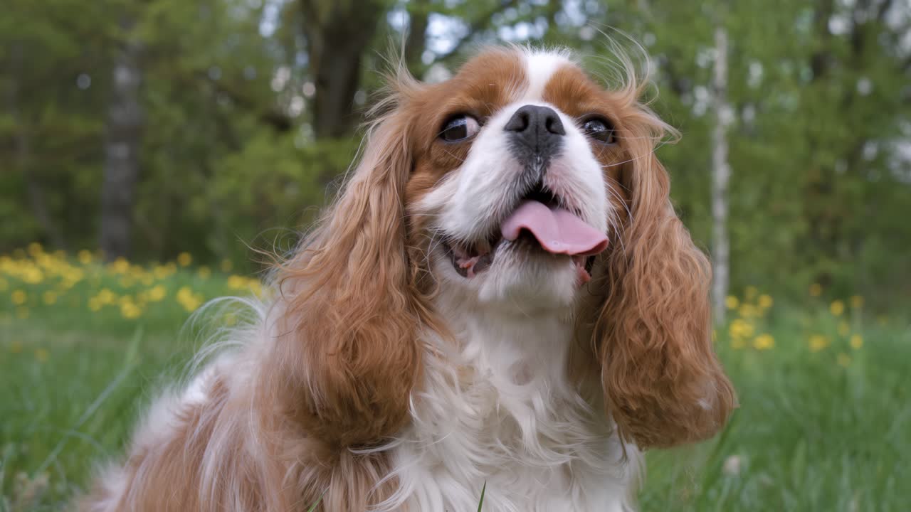 Cavalier King Charles Spaniel. Filmado com câmera superlenta a 1000 fps