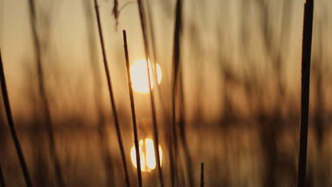 sunset through reeds