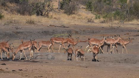 jabalíes e impalas que salen de un abrevadero cuando llega un elefante toro para saciar su sed, parque nacional kruger