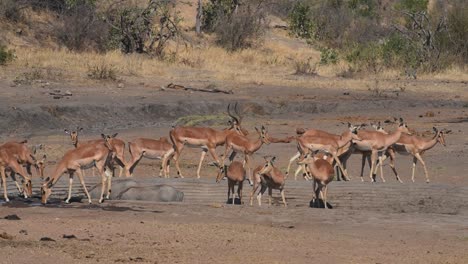 warthogs and impalas leaving a waterhole when a bull elephant arrives to quench his thirst, kruger national park