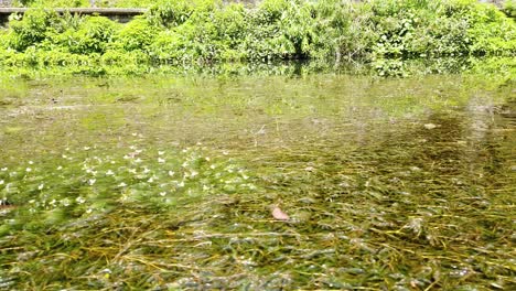 camera pans right showing a shallow pond with visible aquatic vegetation under bright daylight.