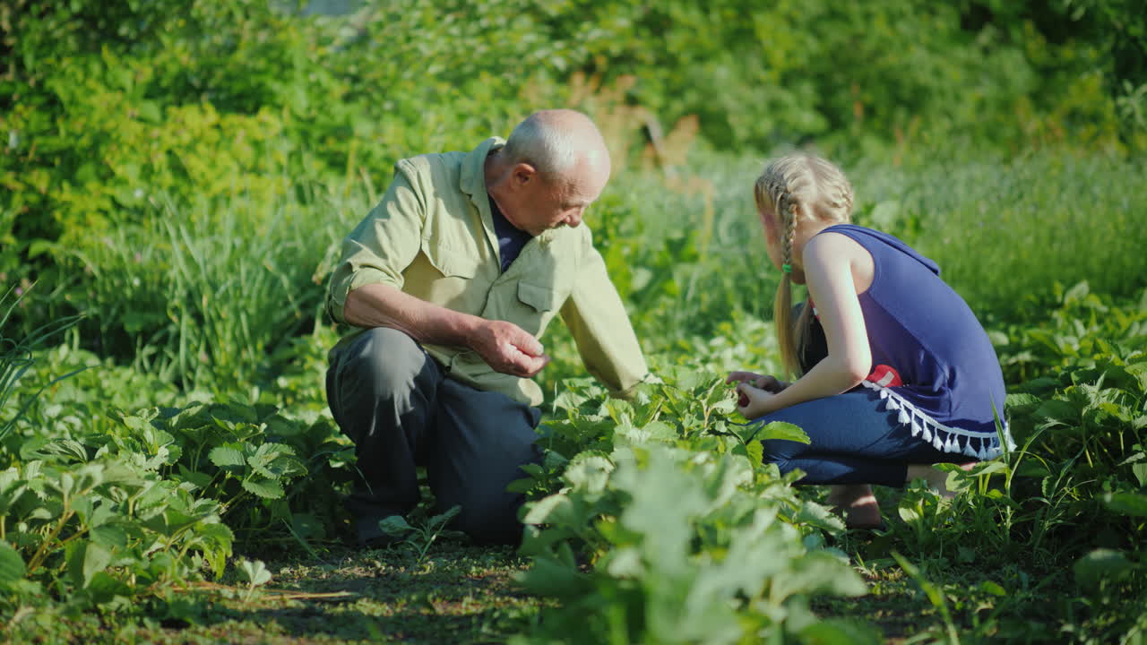 할아버지와 손녀가 함께 세대의 정원 통신에서 딸기를 수집