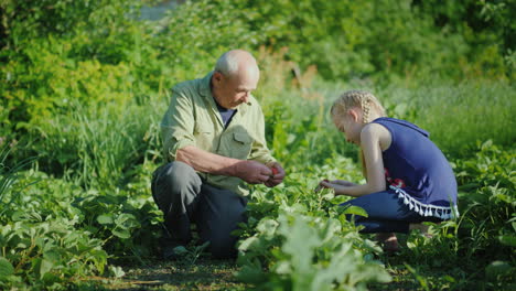 Grandfather-And-Granddaughter-Together-Collect-Strawberries-In-The-Garden-Communication-Of-Generatio