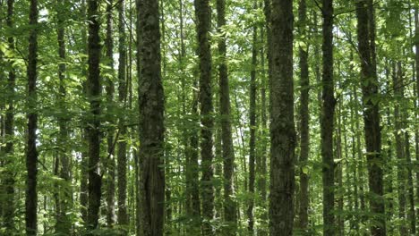 very tall trunks with green leaves