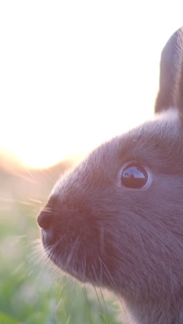 cute fluffy gray rabbit grazing on the lush green lawn of the backyard