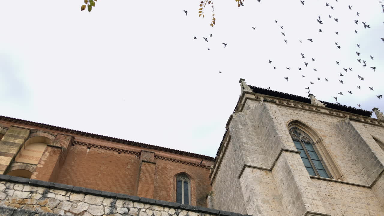 비둘기와 화창한 날