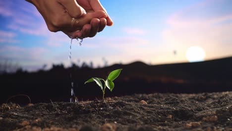 close up of farmer's hands watering a tree sprout after planting it with black dirt mud at the farm