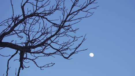crescent moon behind a winter tree, glowing in a clear twilight sky