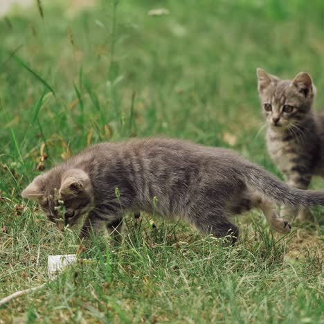 funny kittens playing outdoors