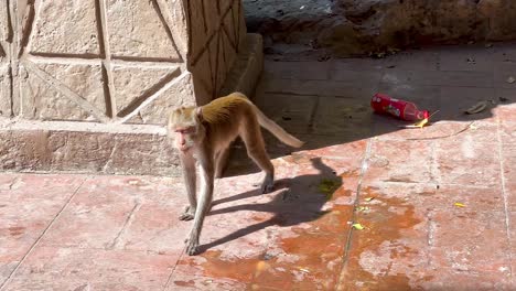 un mono interactúa con su entorno en chonburi, tailandia