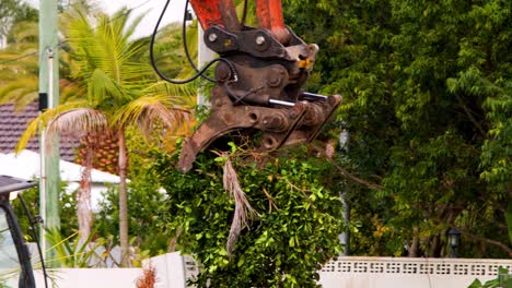 an orange hydraulic excavator uses a claw attachment to uproot and remove a palm plant in a suburban gold coast neighborhood, under natural daylight