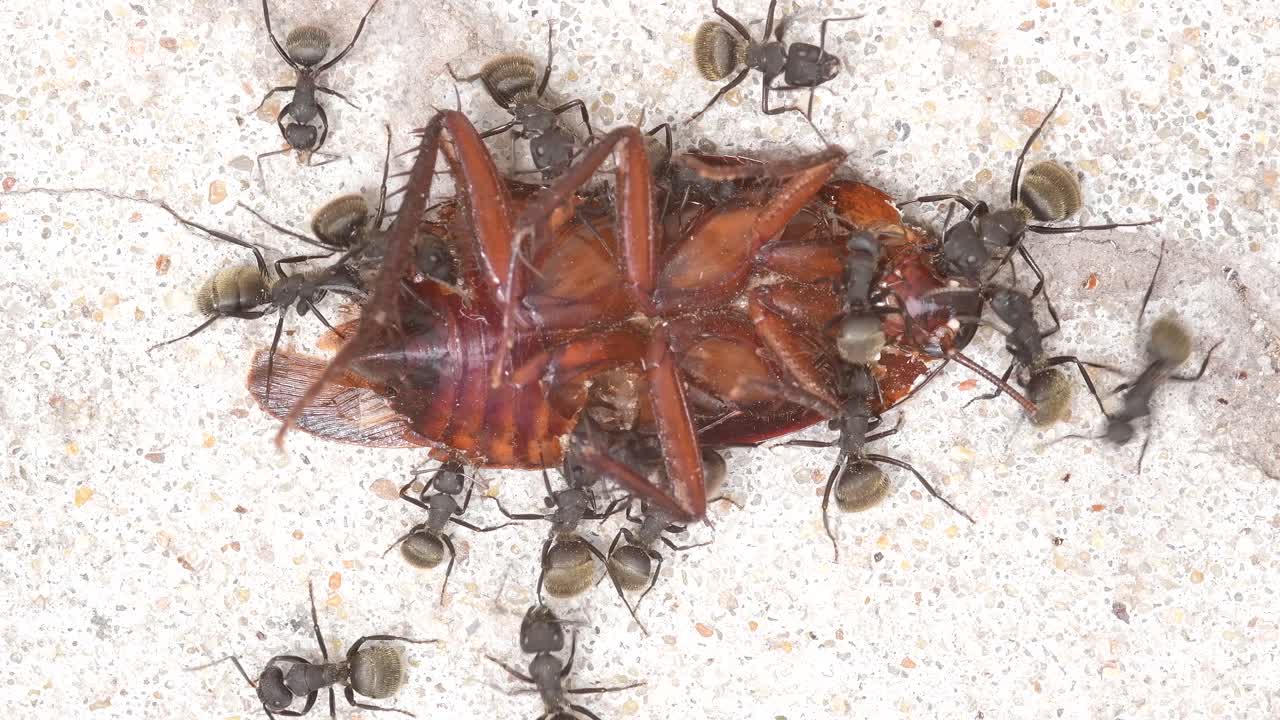 plano completo de un grupo de hormigas negras alimentándose de una cucaracha muerta en el suelo de un patio
