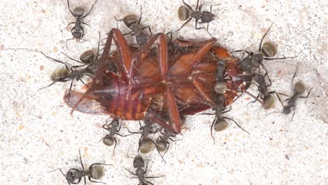 full shot of a group of black ants feeding from a dead cockroach on a patio's floor