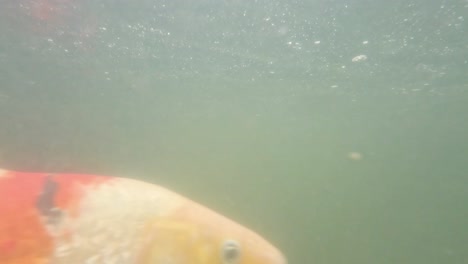 underwater view of colorful koi fish swimming