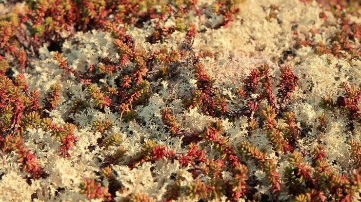 Primo piano di lichene muschio artico della tundra. Trovato principalmente nelle aree della tundra artica e della tundra alpina, è estremamente resistente al freddo. Cladonia rangiferina, conosciuta anche come lichene delle renne